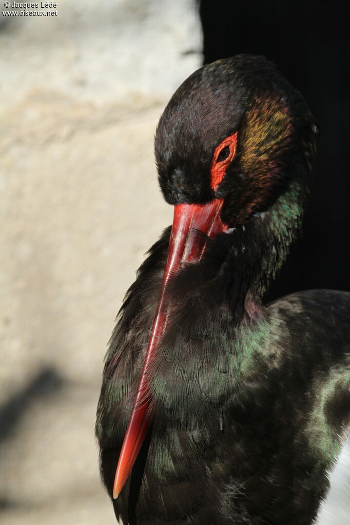 Cigogne noire