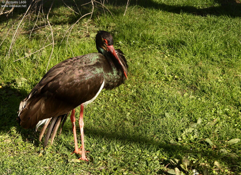 Cigogne noire