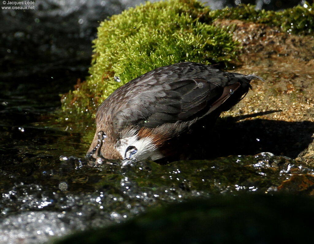 White-throated Dipper