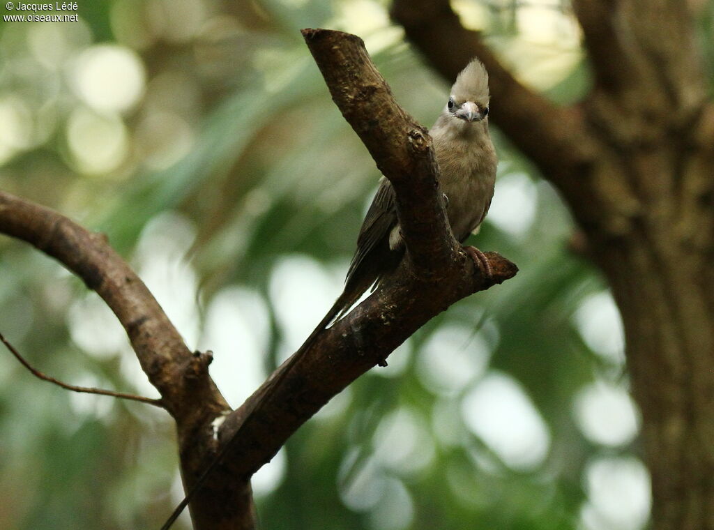Blue-naped Mousebird