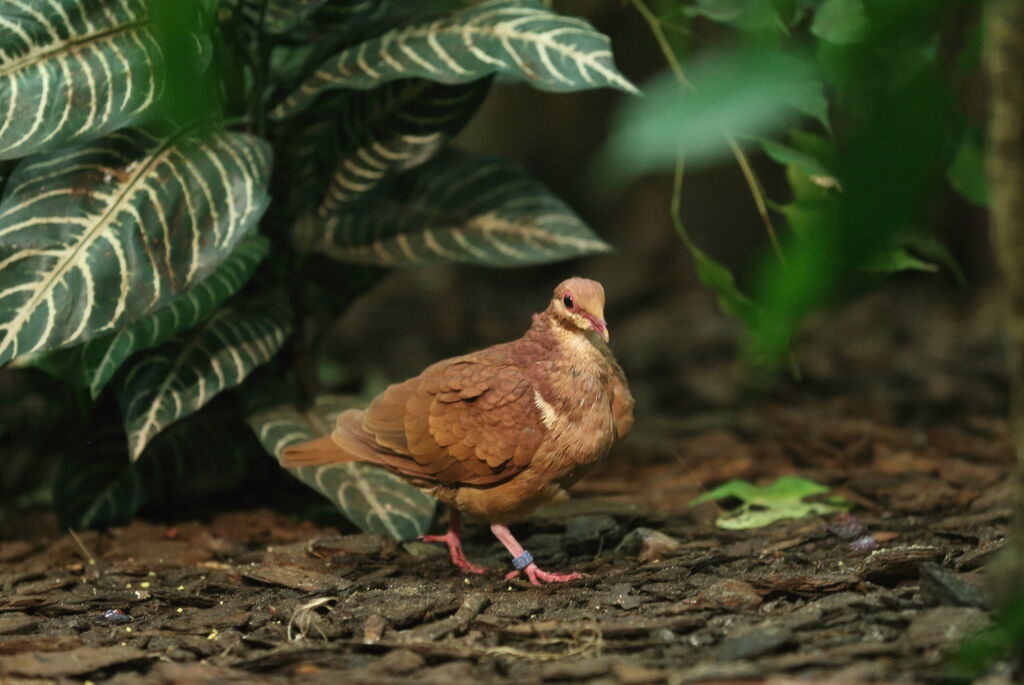 Ruddy Quail-Dove
