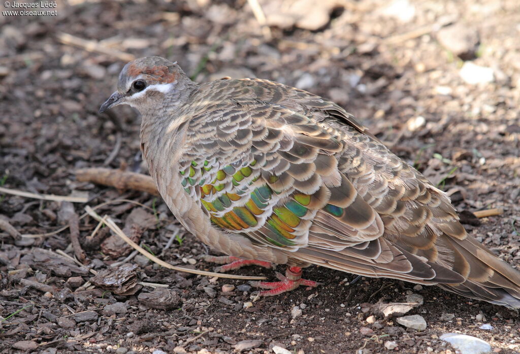 Common Bronzewing