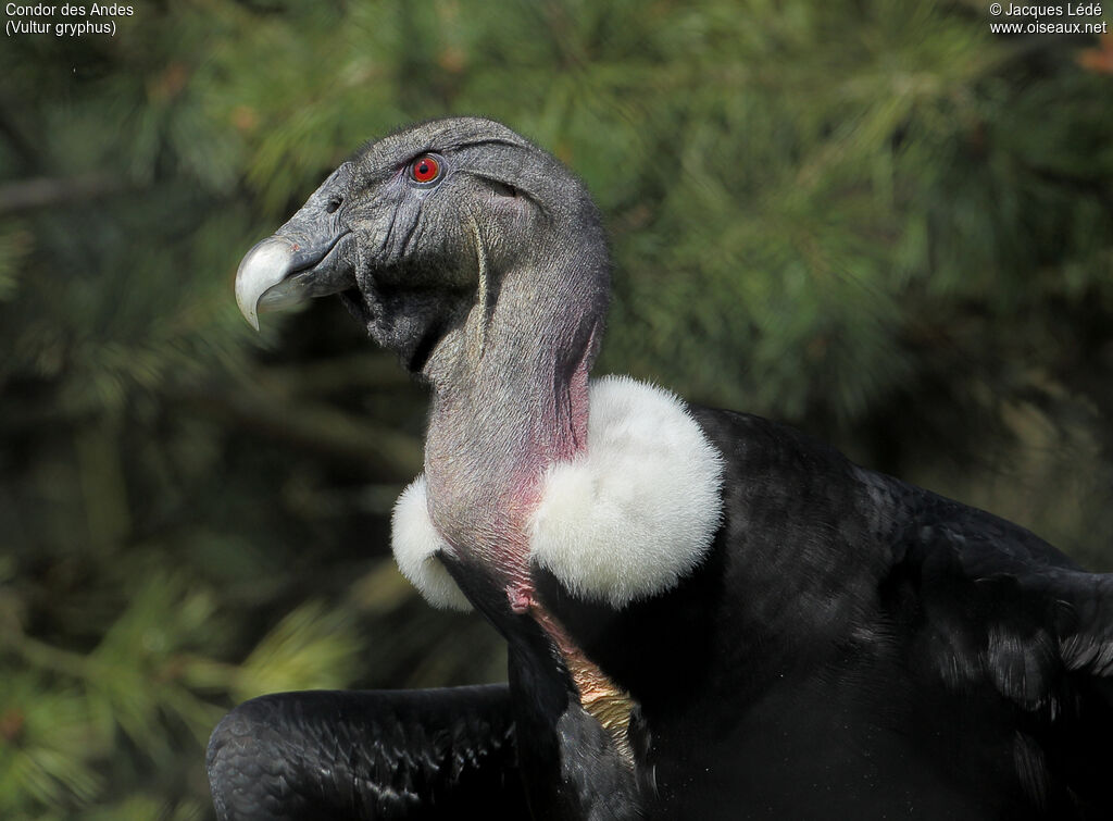Andean Condor