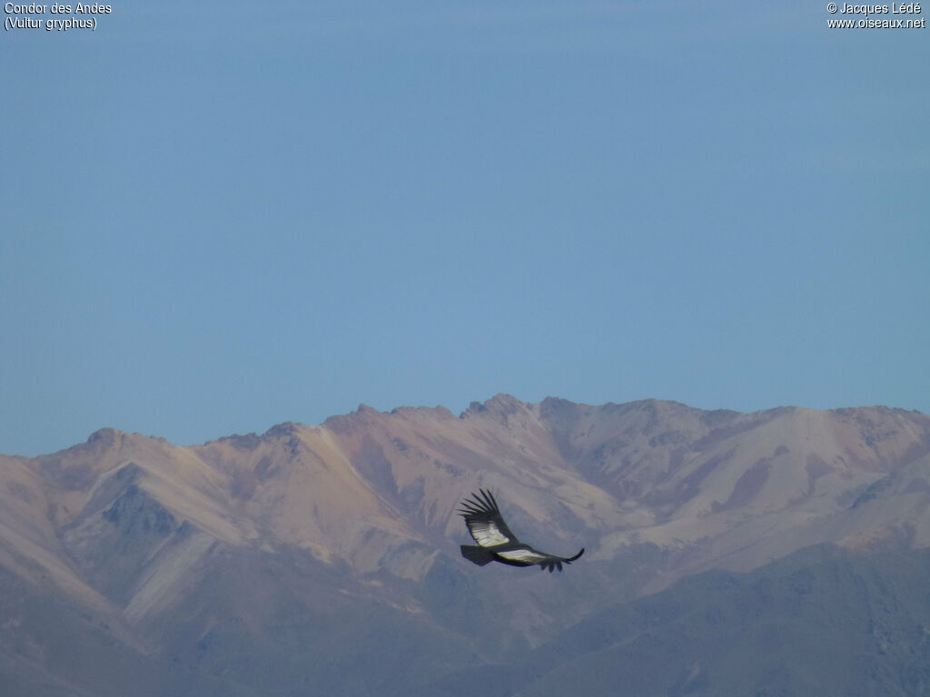 Andean Condor