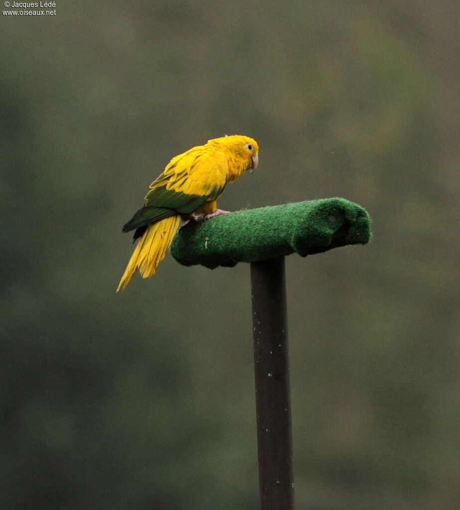 Golden Parakeet