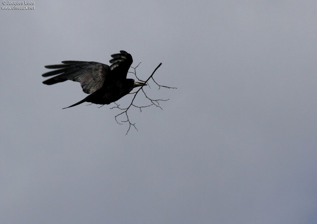 Corbeau freux