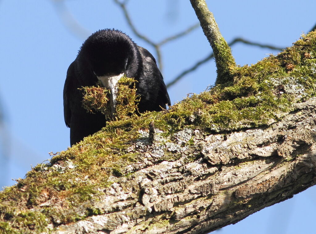 Corbeau freuxadulte, Nidification