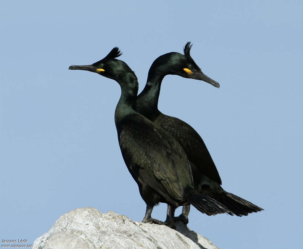 Cormoran huppéadulte nuptial, pigmentation, Comportement