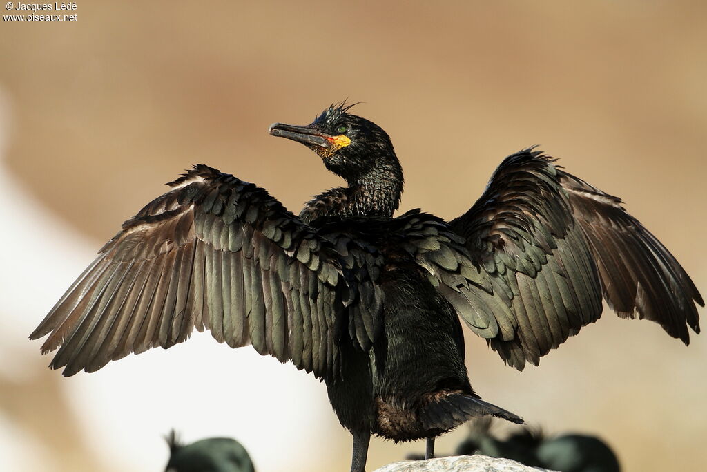 Cormoran huppé