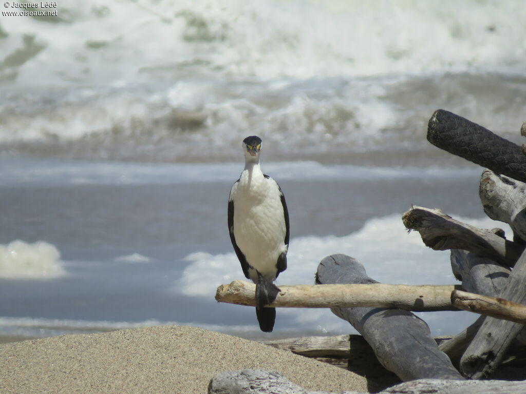 Australian Pied Cormorant