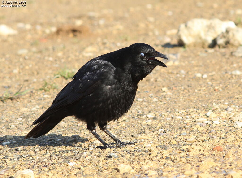 Carrion Crow