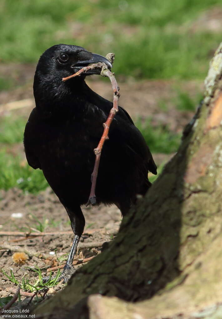 Carrion Crowadult, Reproduction-nesting