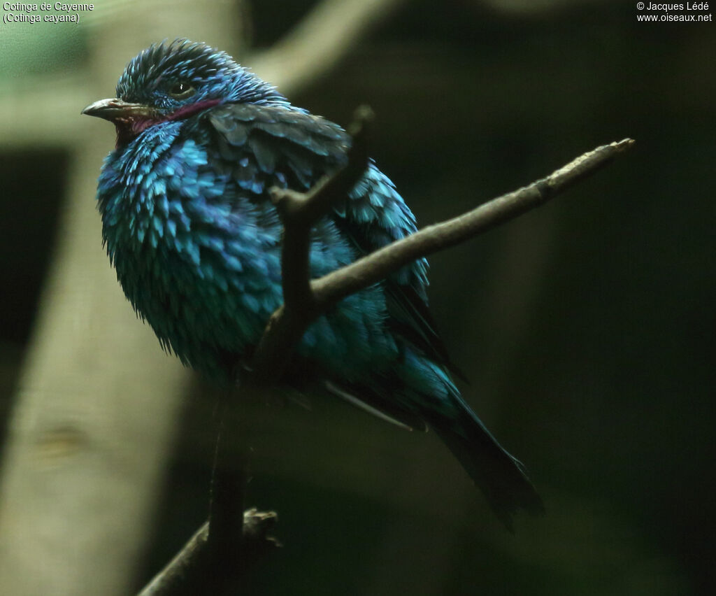 Cotinga de Cayenne