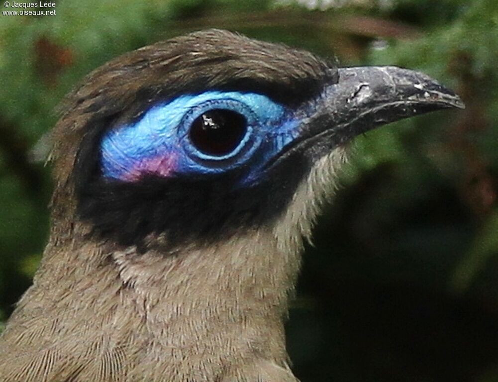 Coua géant
