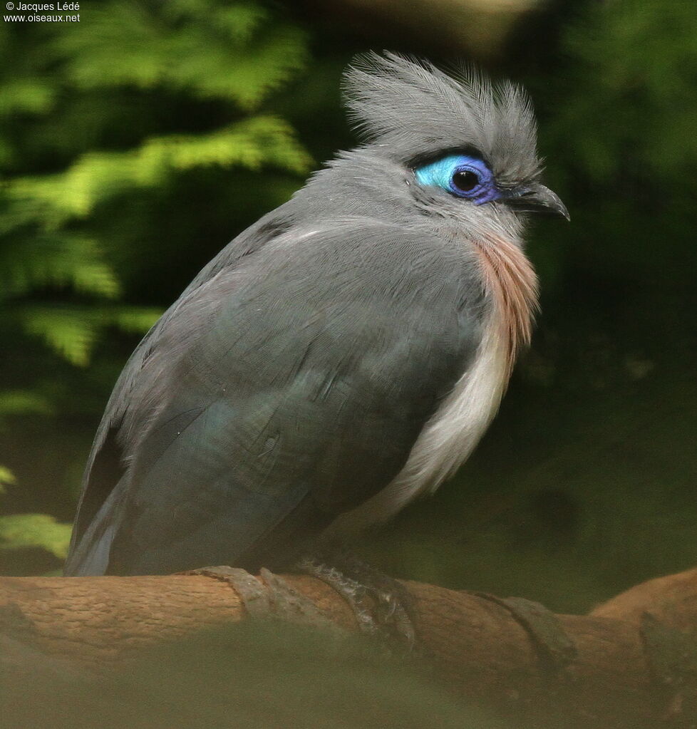 Crested Coua