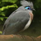Coua huppé