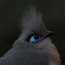 Coua huppé