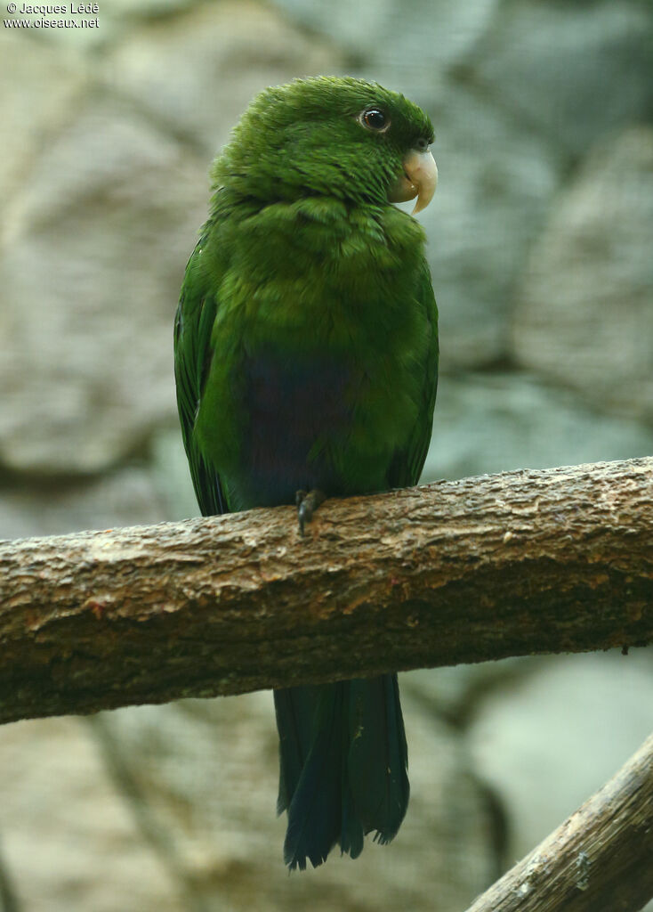 Blue-bellied Parrot
