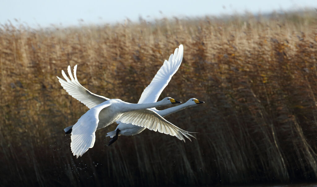 Whooper Swan