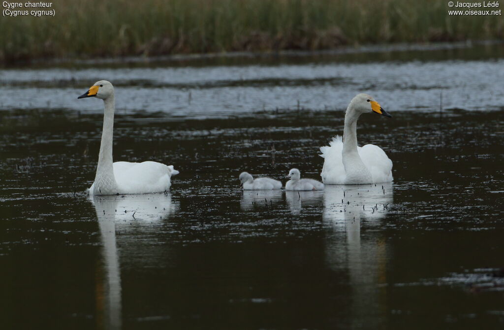 Whooper Swan