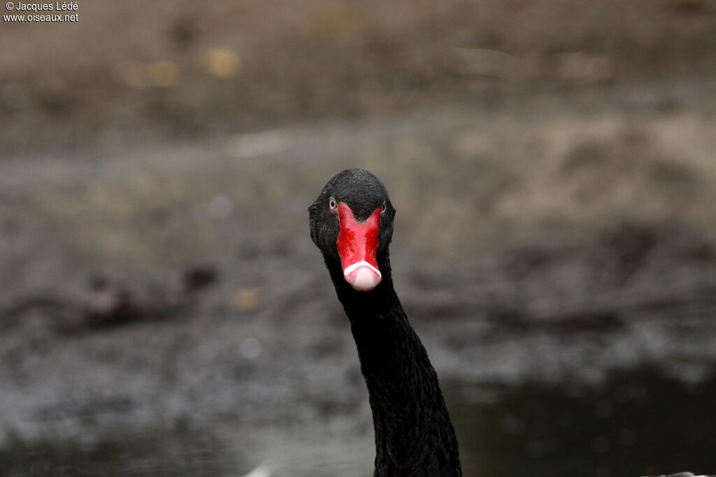 Cygne noir