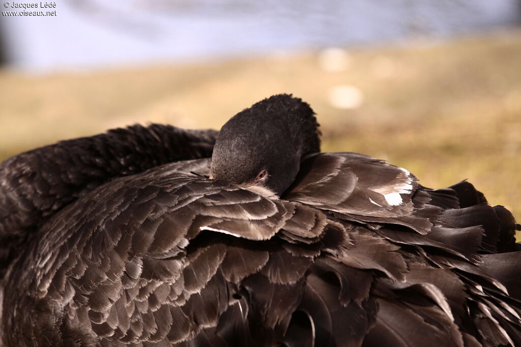 Cygne noir
