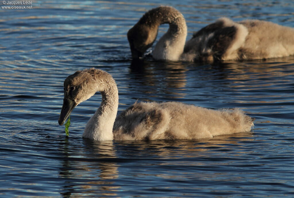Mute Swan