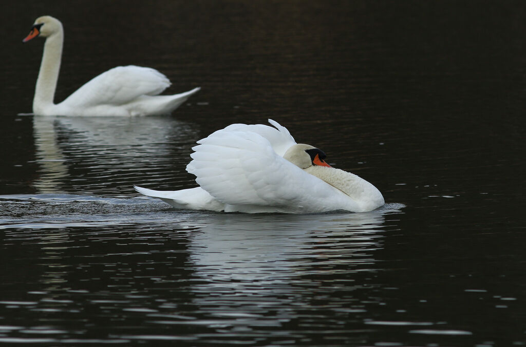 Cygne tuberculé