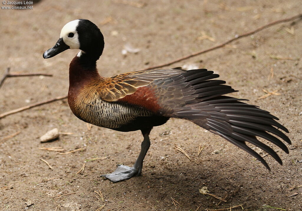 White-faced Whistling Duck