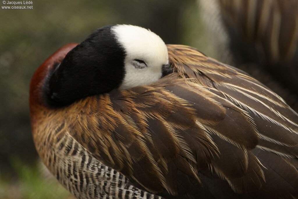 White-faced Whistling Duck