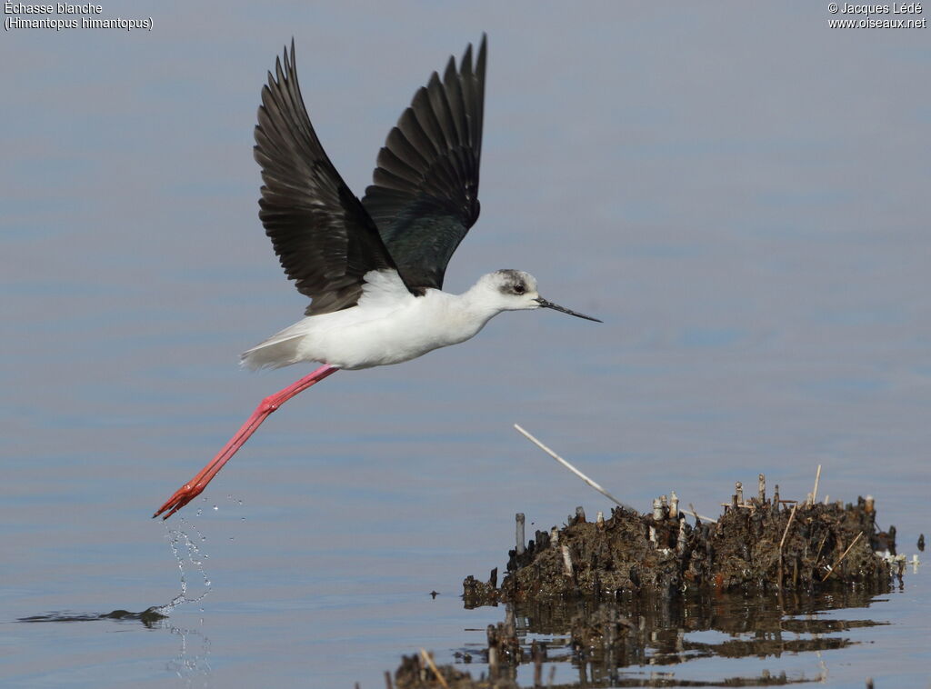 Black-winged Stilt