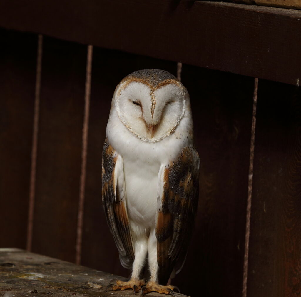Western Barn Owl