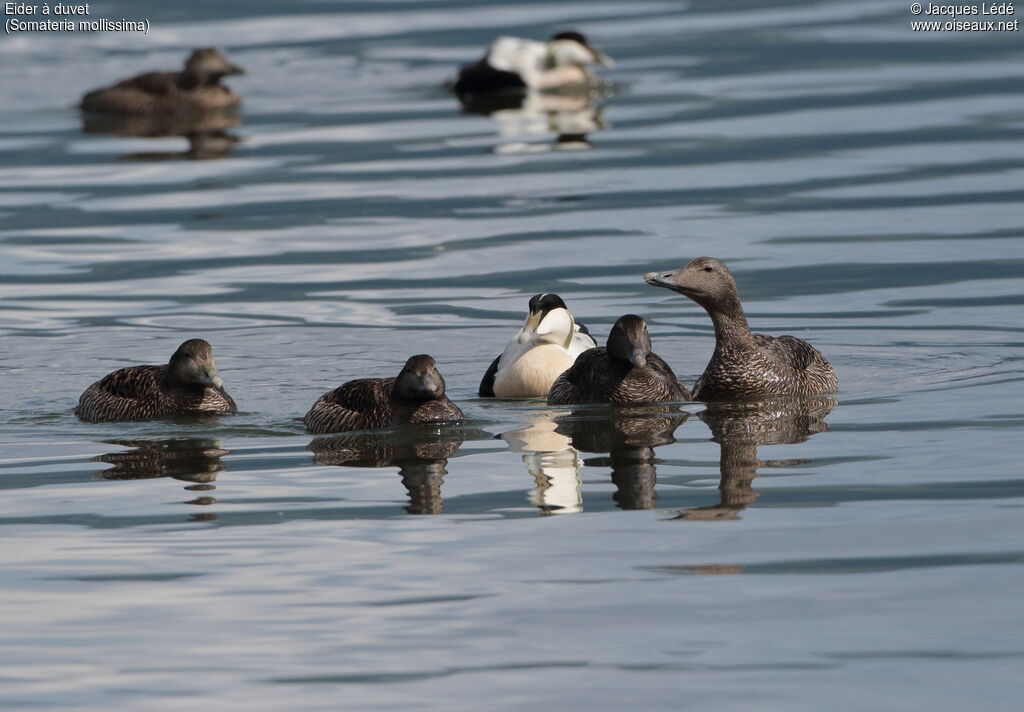 Common Eider