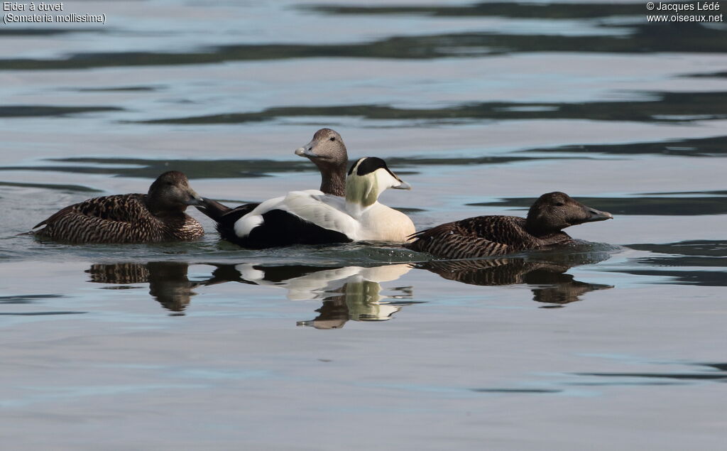 Common Eider