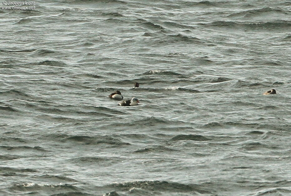 Eider à tête grise