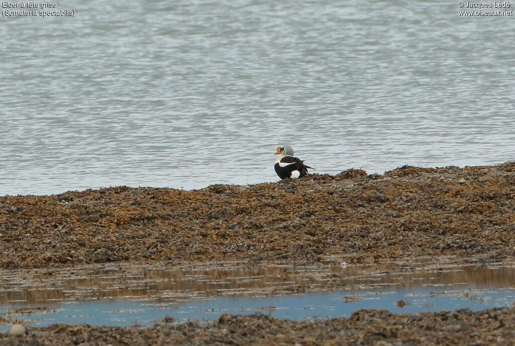 King Eider