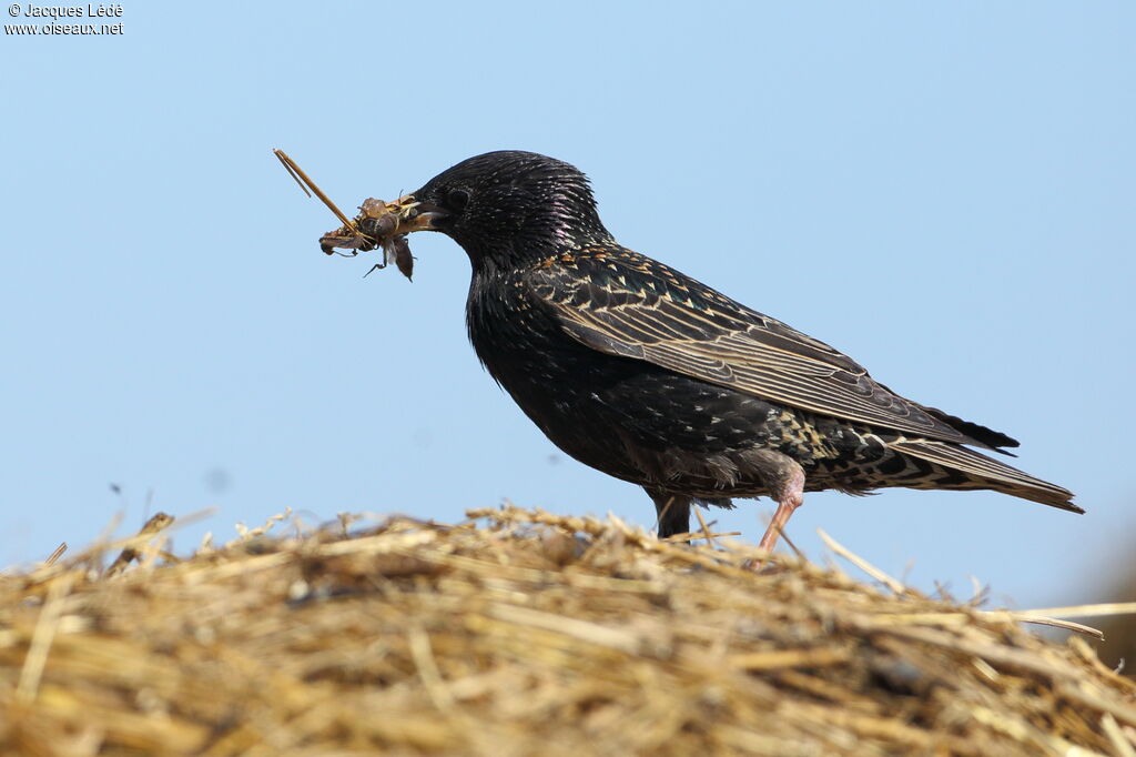 Common Starling