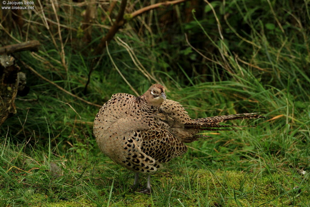 Common Pheasant