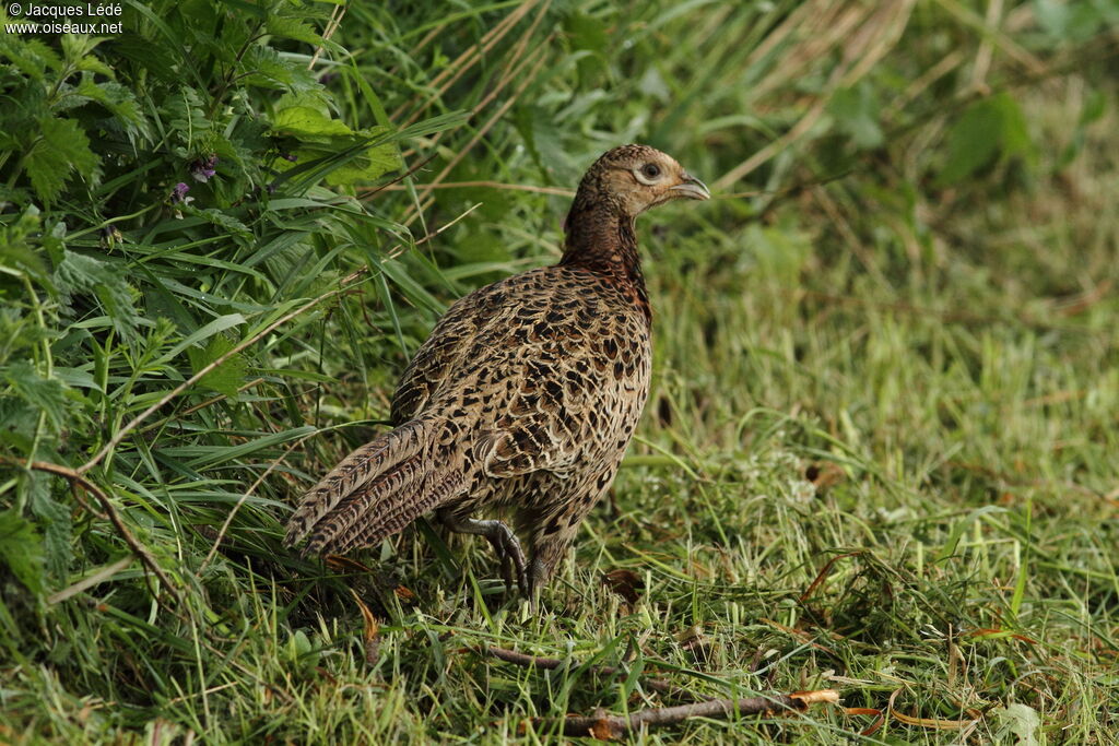 Common Pheasant