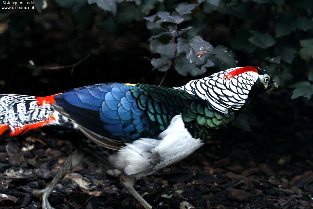 Lady Amherst's Pheasant