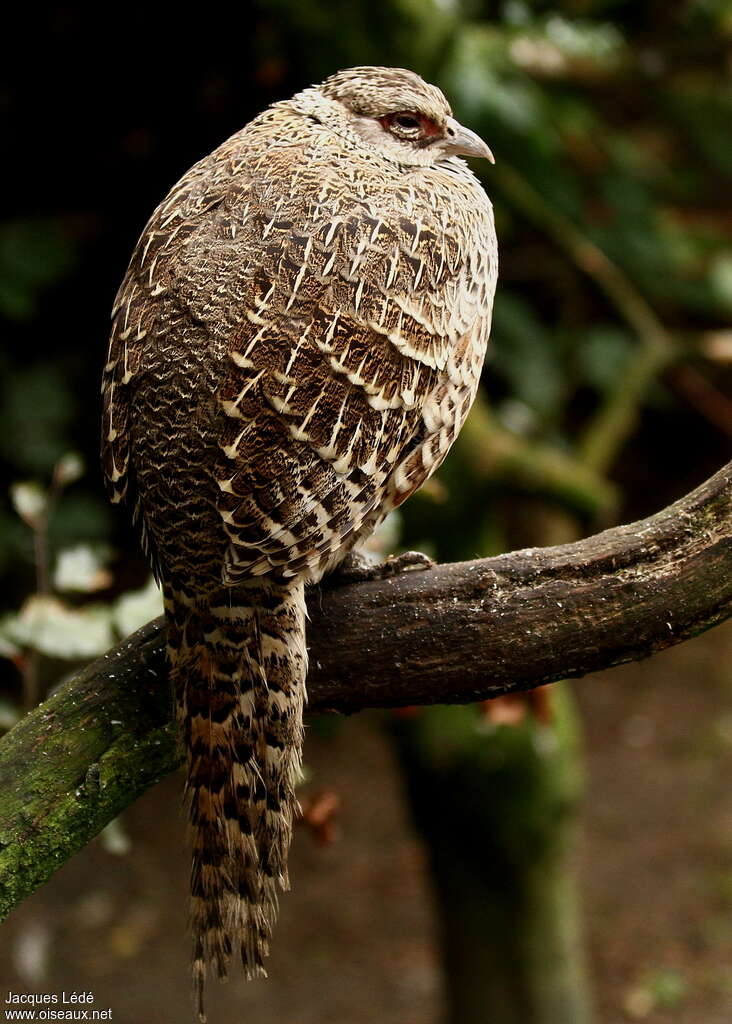 Cheer Pheasant