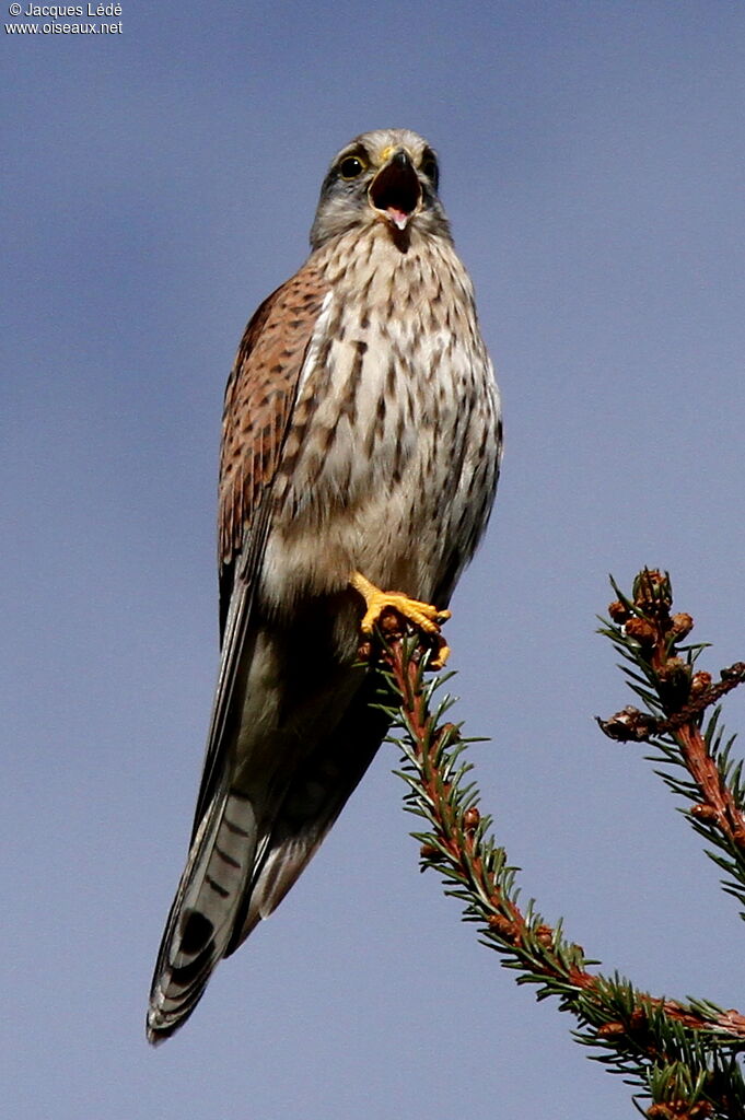 Faucon crécerelle