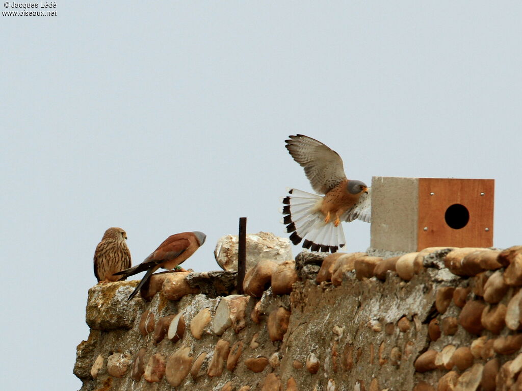 Lesser Kestrel