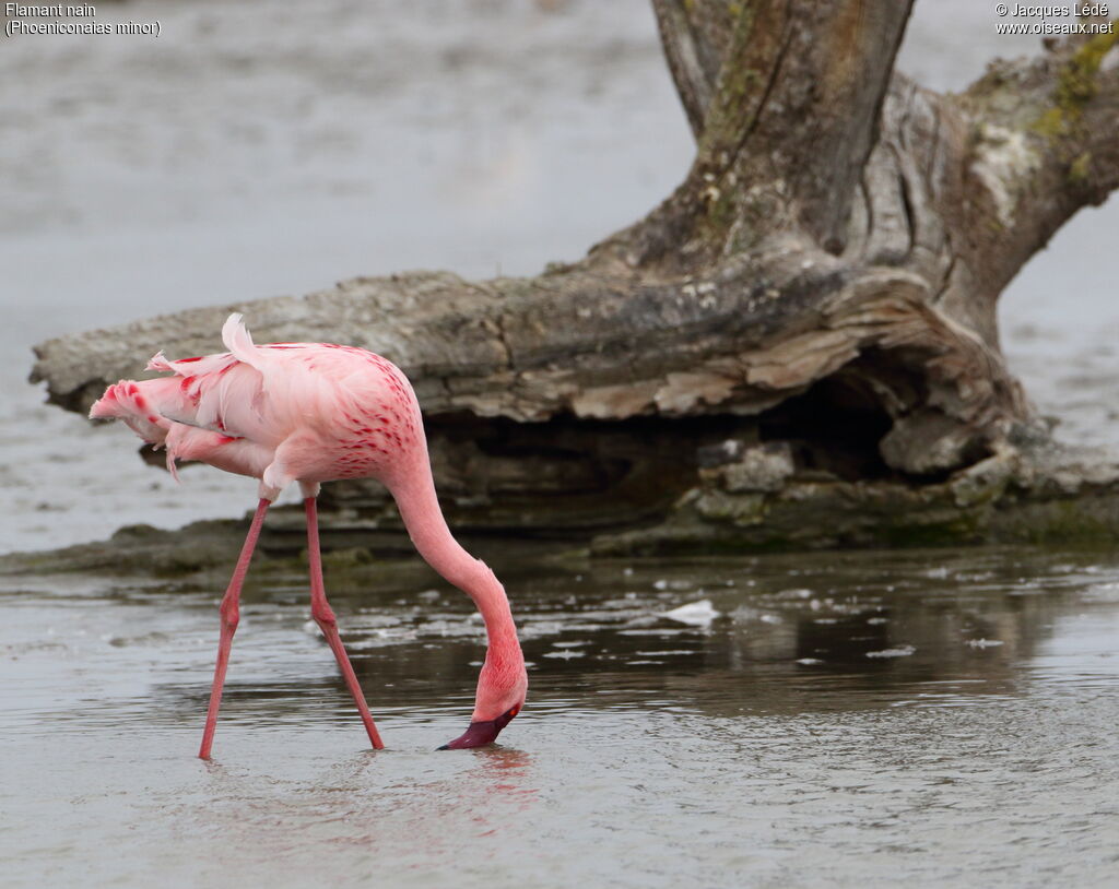 Lesser Flamingo