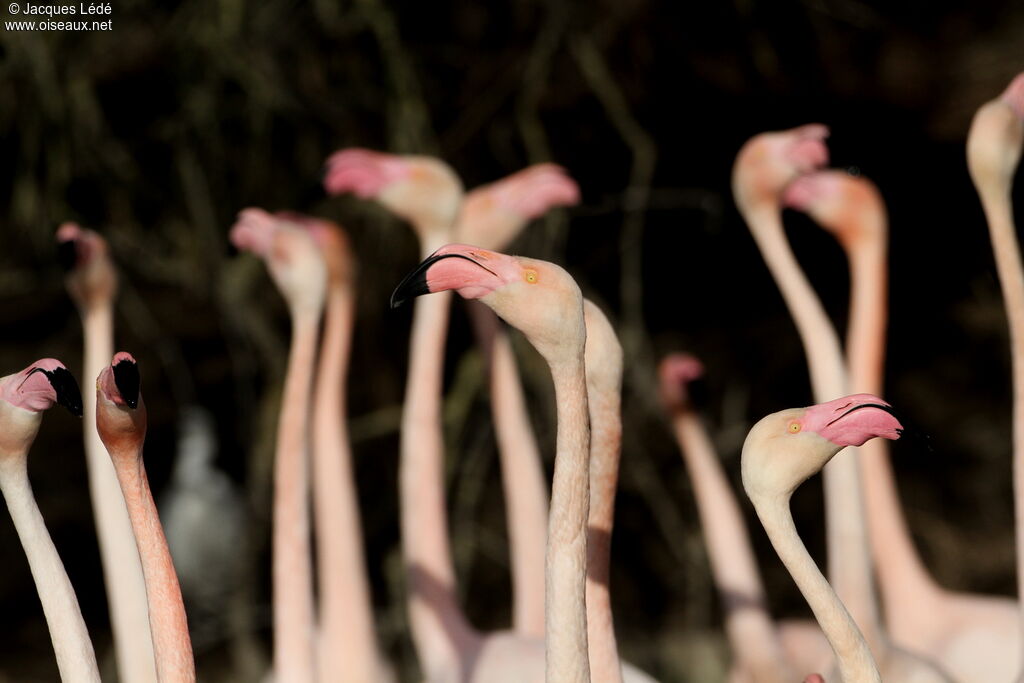 Flamant rose