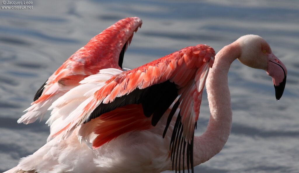 Flamant rose