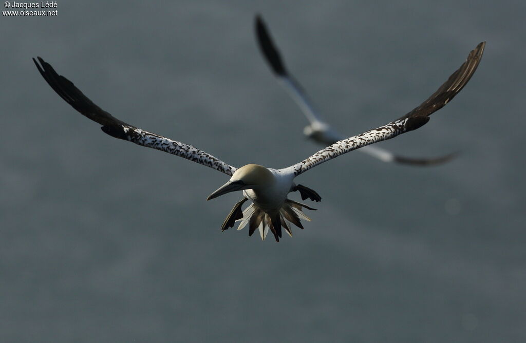 Northern Gannet