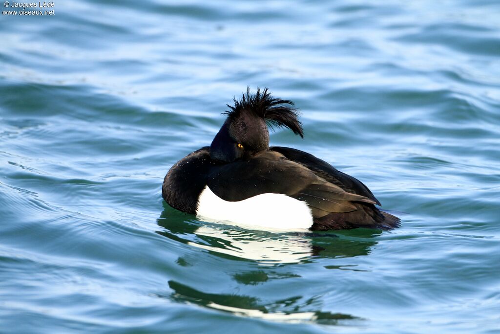 Tufted Duck