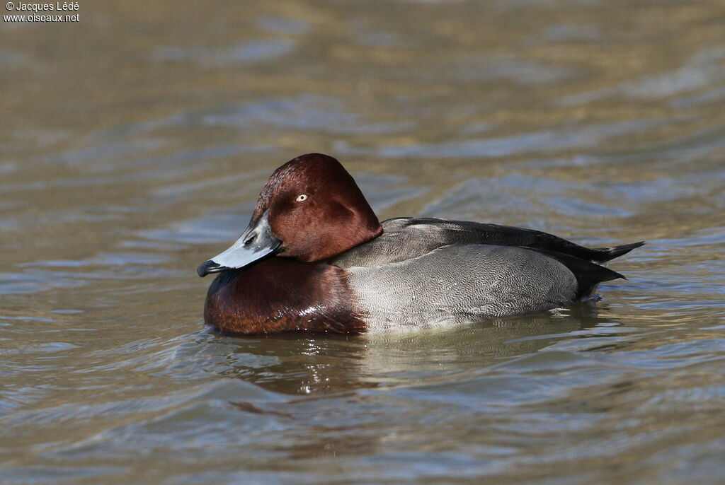 Ferruginous Duck