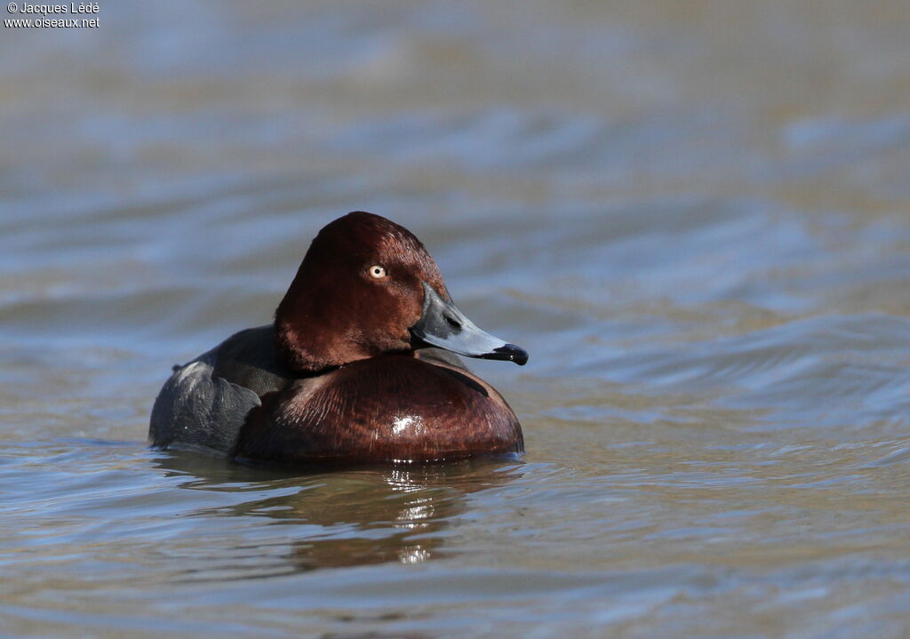 Ferruginous Duck